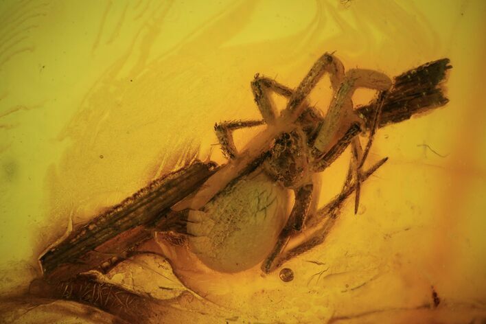 Detailed Fossil Spider (Aranea) In Baltic Amber #90863